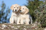 GOLDEN RETRIEVER 572